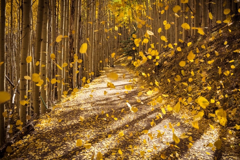 A Beginner's Guide to Autumn Photography