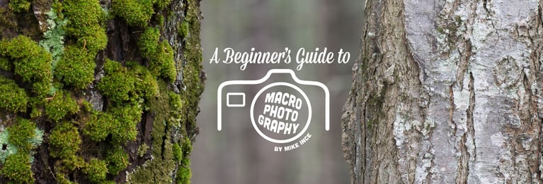 A Beginner's Guide to Macro Photography