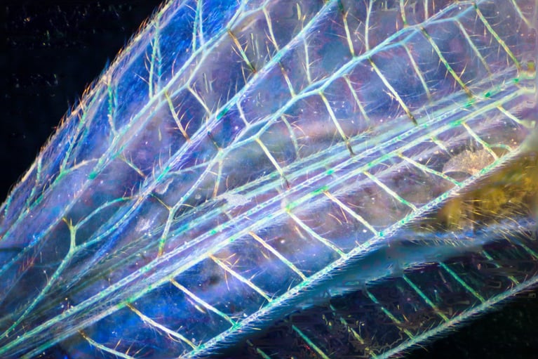 The Hidden World of Photomicrography